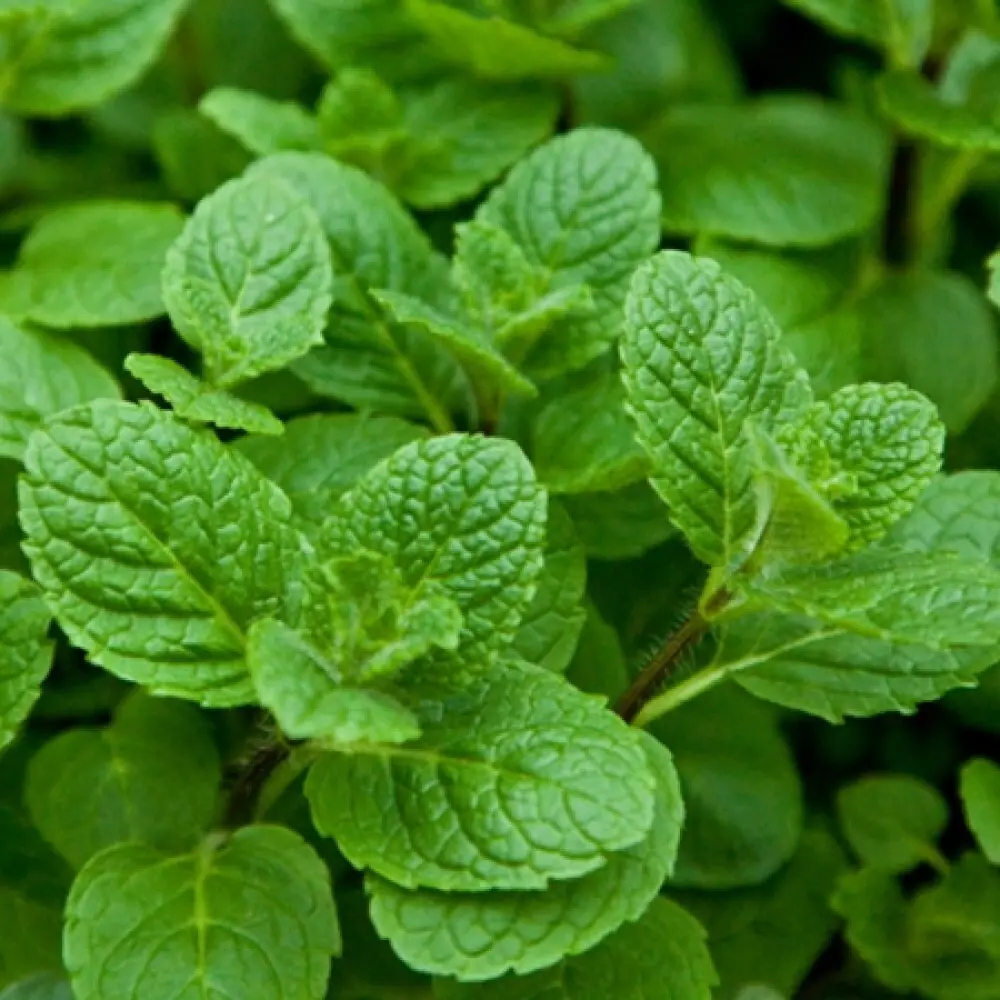 Мята Душистая ø15 h40 см PLANTMARKET STLM-2210909