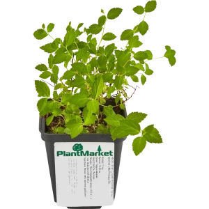 Спирея японская Литл Принцес ø9 h15 см