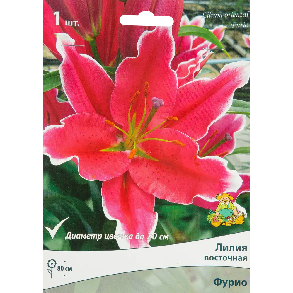 ПОИСК Лилия Фурио - восточная красота для вашего сада 85205766 STLM-1578121
