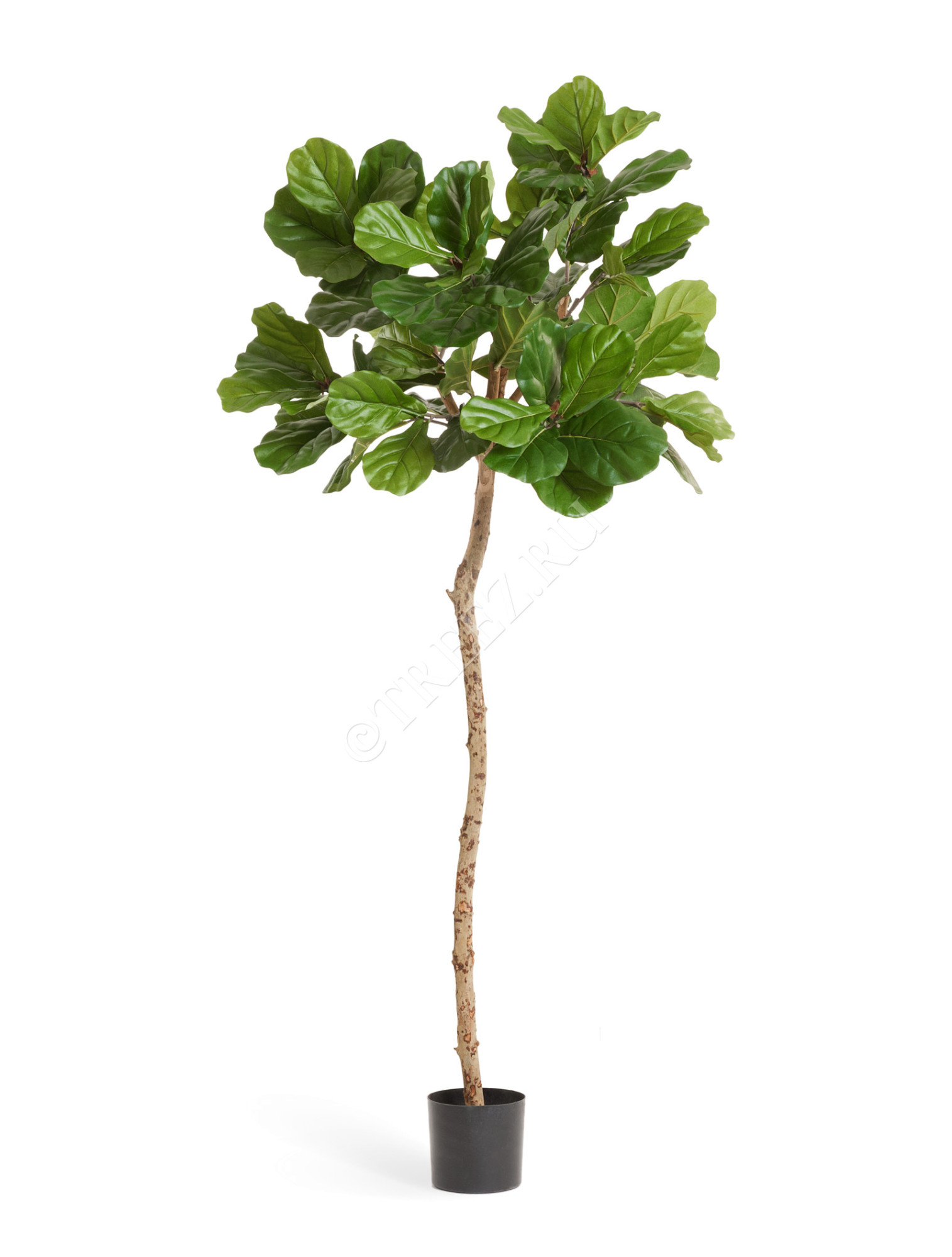 10.33506N Фикус Лирата M-Style на штамбе Цветочная коллекция 