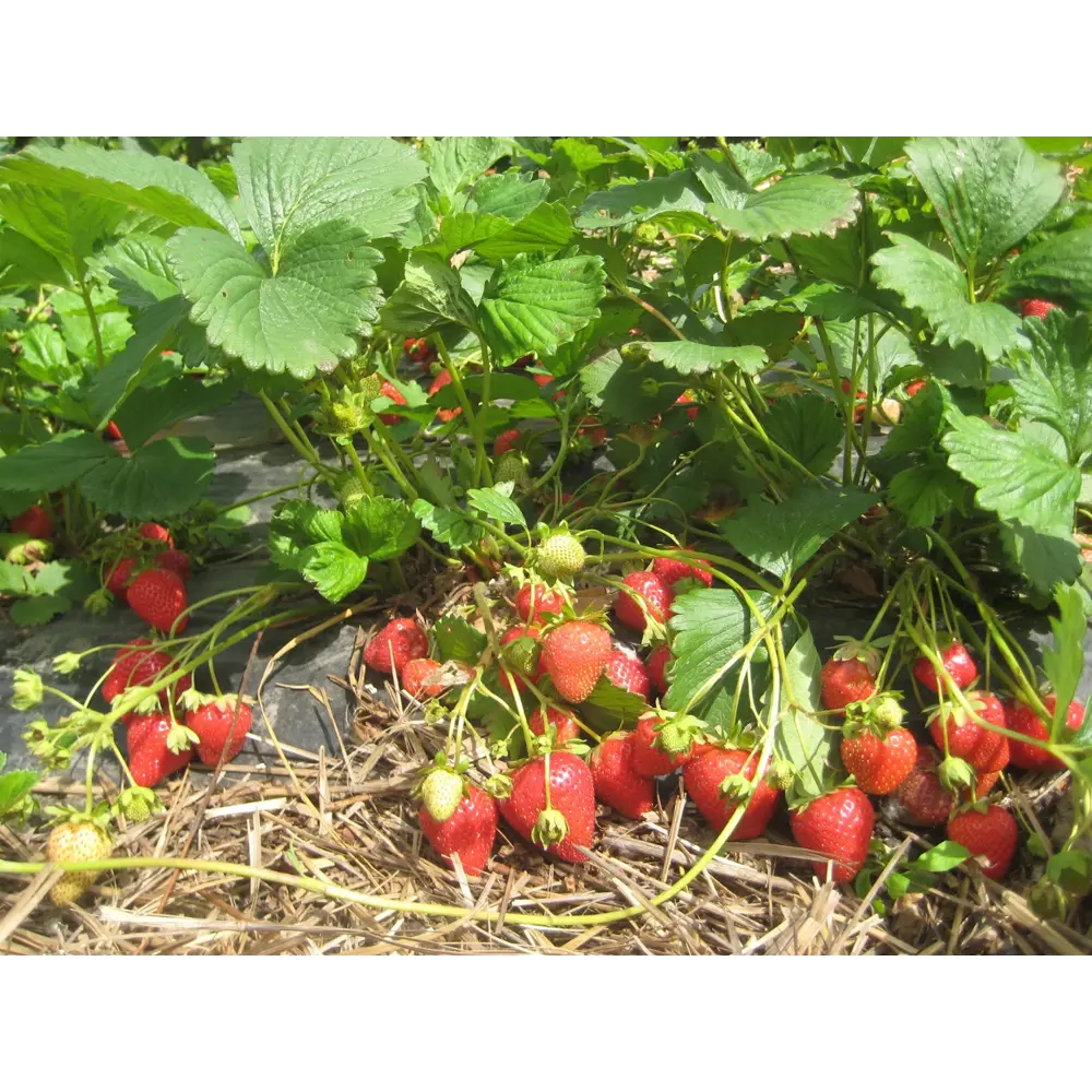 Земляника садовая Кабрилло ø9 h20 см PLANTMARKET STLM-2145725