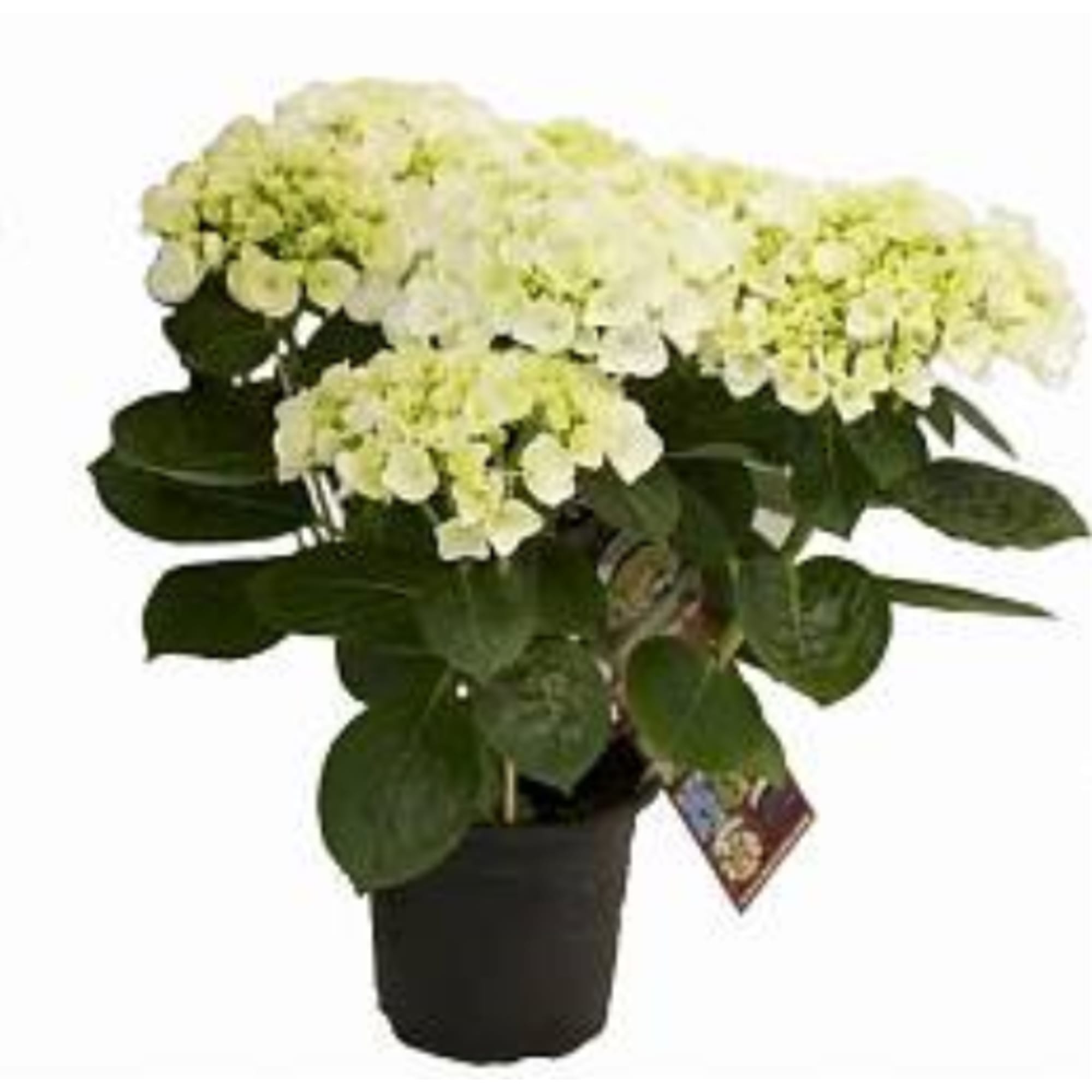 89671013 Гортензия микс ø10.5 h24 см Santreyd 