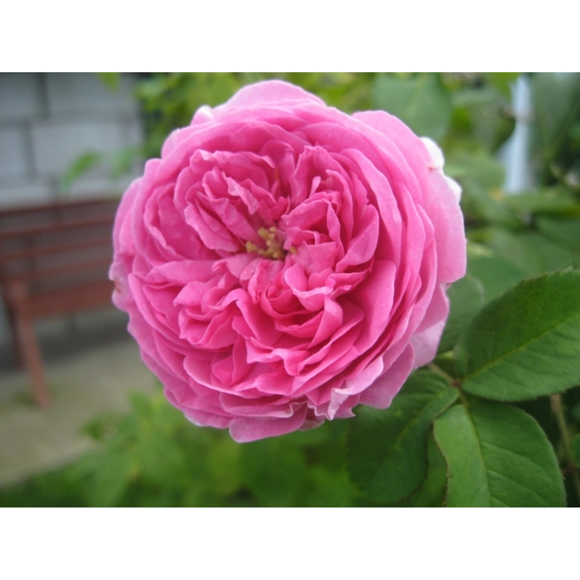 82155596 Роза парковая Луис Одиер 2 л Santreyd  - Вид №2