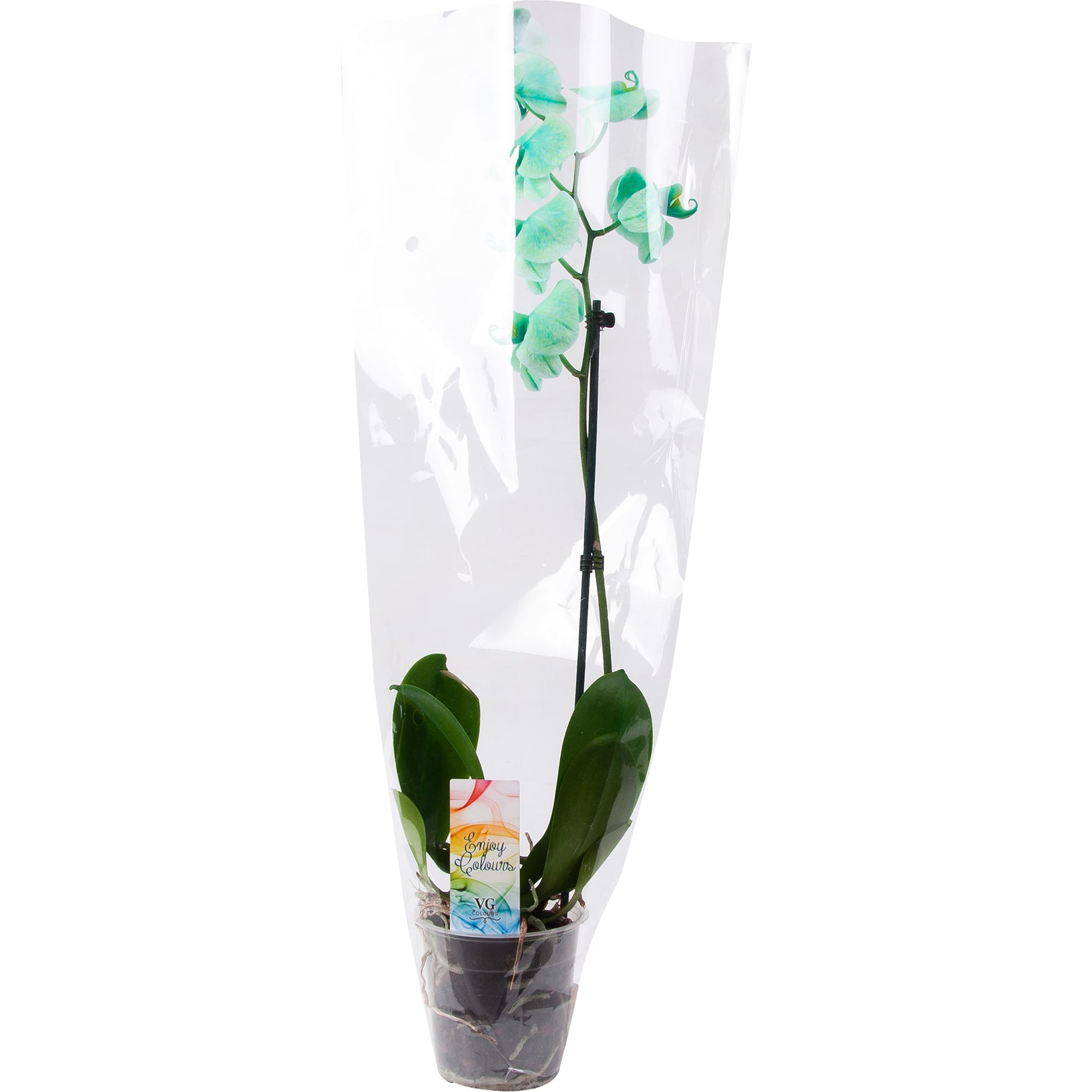 82611595 Орхидея Фаленопсис микс окрашенный 1 стебель ø12 h70 см Santreyd  - Вид №3