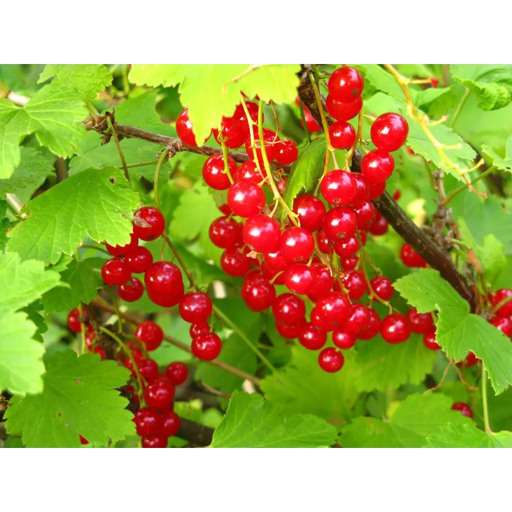 Смородина красная «Натали» C3 высота 50-70 см ВСЕ В САД STLM-2108549