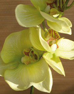 2423 788 a2 Искусственная орхидея Phalaenopsis, 92см, кремово-зеленая H-andreas
