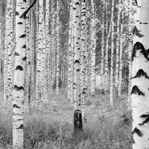 XXL4-023-Woods Фотообои Komar Into Illusions Edition 2 2.48х3.68 м