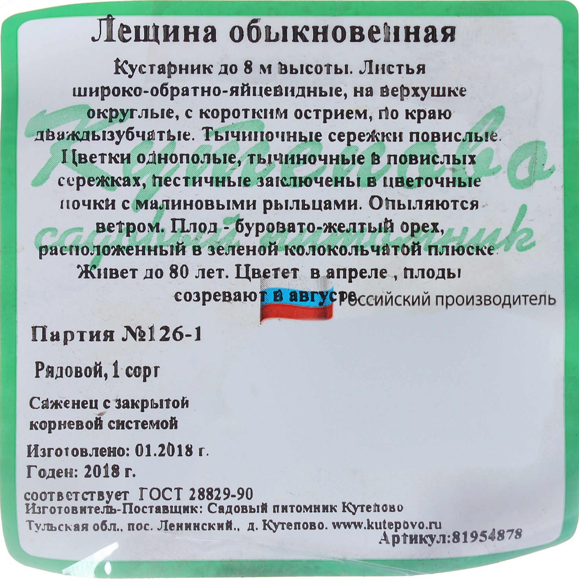 Лещина обыкновенная Santreyd - саженцы для сада с орехами 81954878 STLM-0015210 - Вид №2