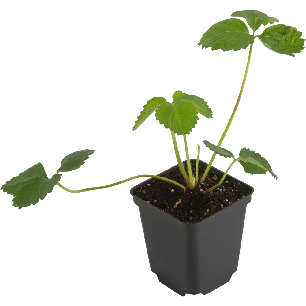 Земляника Мара Де Буа ø9 h15 см 84834863 STLM-2137466 PLANTMARKET  - Вид №1