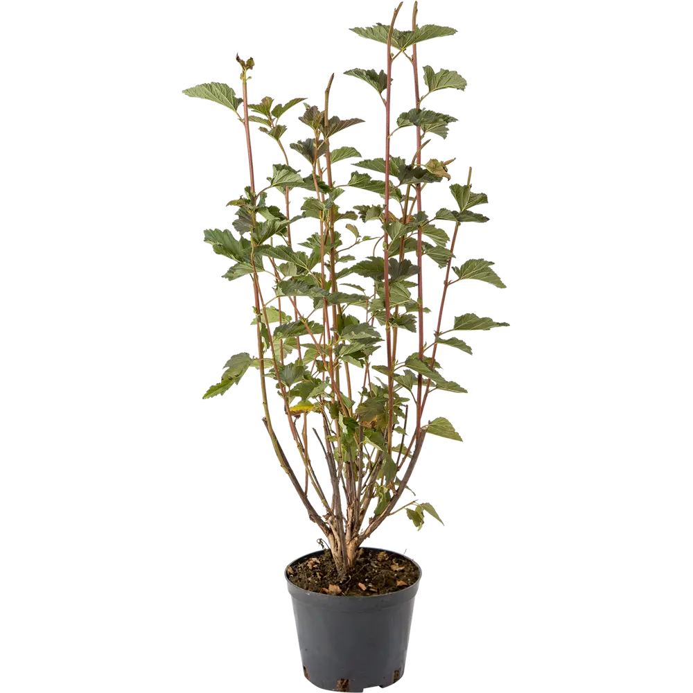 Пузыреплодник калинолистный «Ред Барон» C1.5 82174051 STLM-2018950 PLANTMARKET 