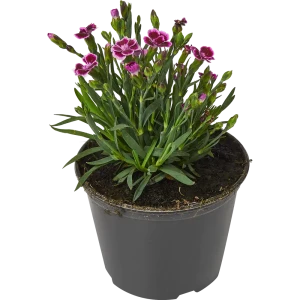 Гвоздика многолетняя Pink Kisses 13x16 см 83597607 STLM-2073663