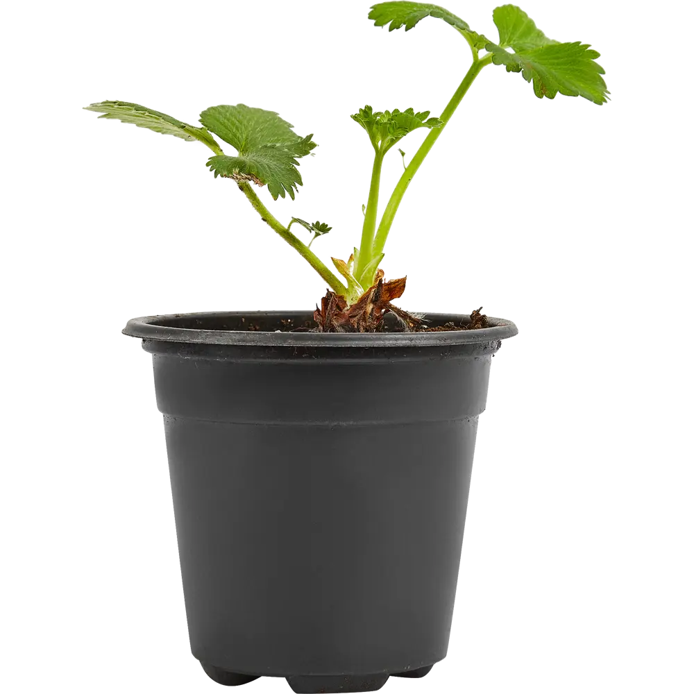 Земляника Сельва ø9 h15 см PLANTMARKET STLM-2101586 - Вид №1