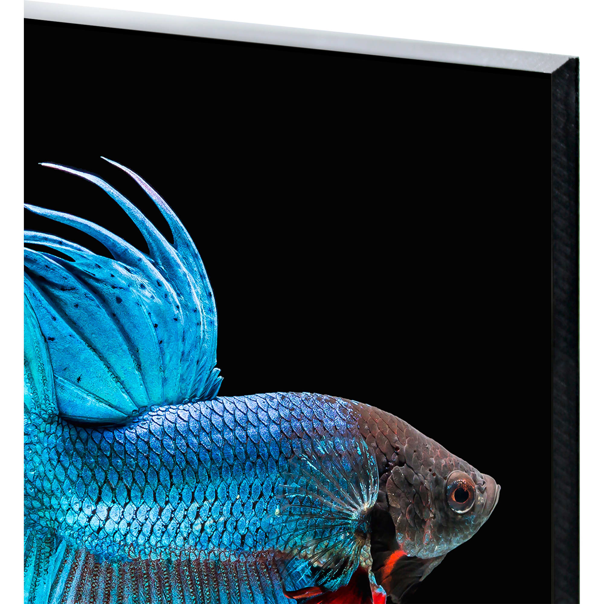 82523502 Картина на стекле «Рыба голубая» 40х40 см Santreyd  - Вид №1