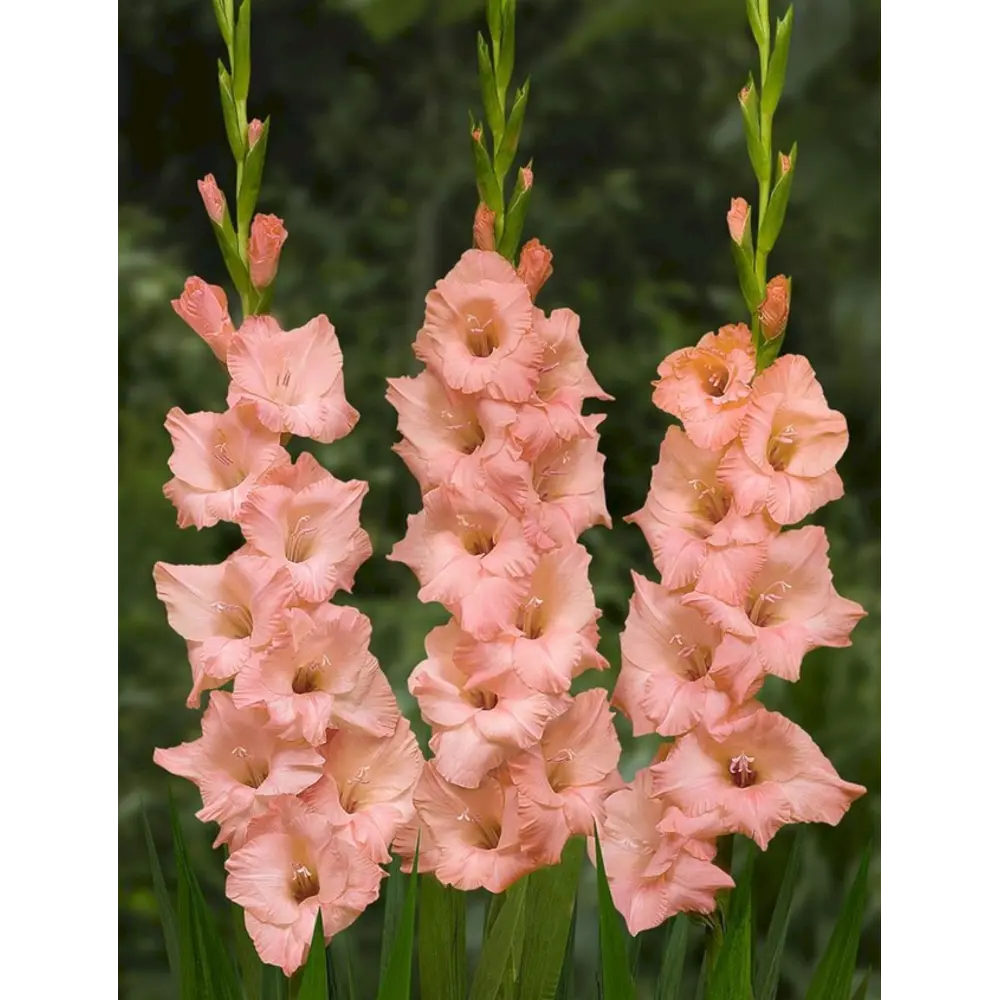 Гладиолус крупноцветковый Тройка 7 шт BLOOMING LIFE STLM-2115572
