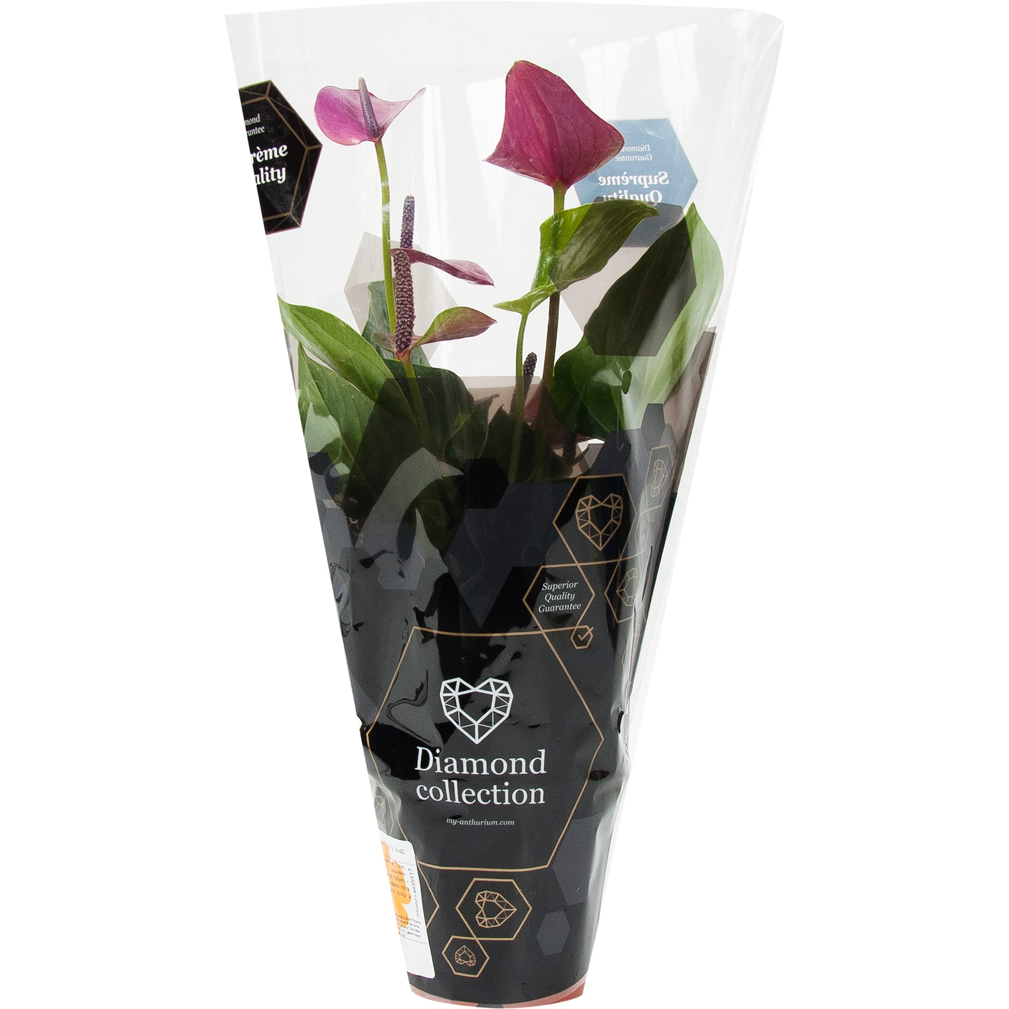 84450764 Антуриум Антевекс ø12 h40 см Santreyd  - Вид №3