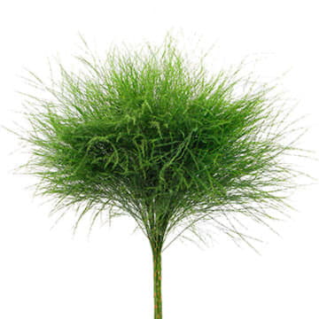 Аспарагус Триферн 60 см Santreyd 26370