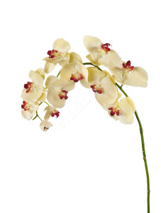 30.0610038YL Орхидея Фаленопсис бледно-золотистая с бордо Цветочная коллекция