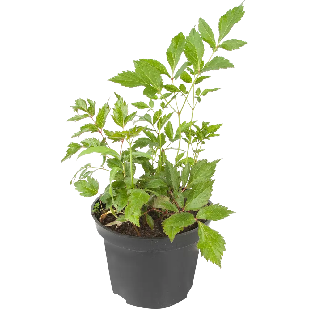 Астильба «Европа» 15x45 см PLANTMARKET STLM-2160041