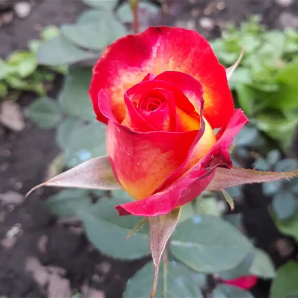 Santreyd Белая роза классическая бокаловидная для срезки 18648577 STLM-0966116 - Вид №2