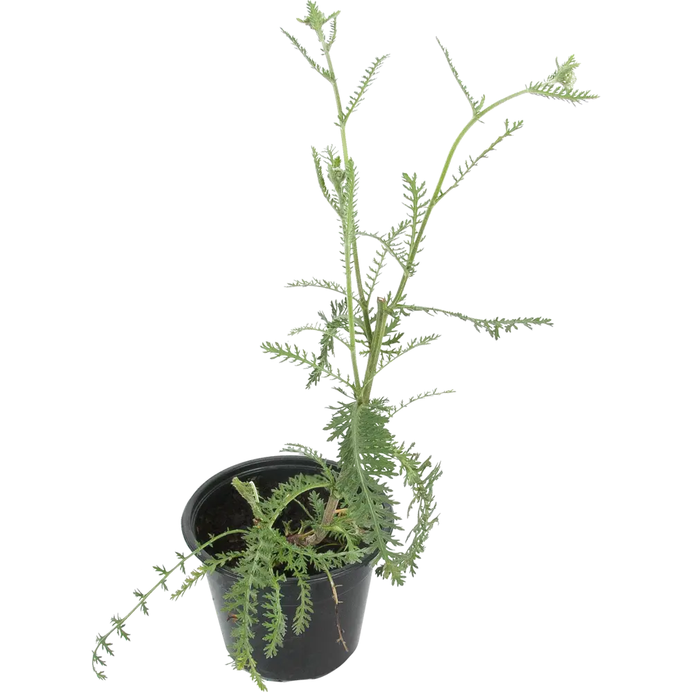 Тысячелистник обыкновенный «Терракотта» 14x40 см PLANTMARKET STLM-2024468
