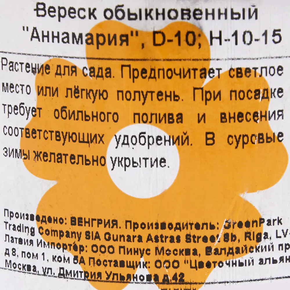 Вереск обыкновенный «Аннамария», 10х10-15 см 18382561 STLM-2212258 Santreyd  - Вид №1