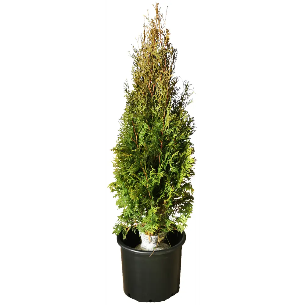 Туя западная Колумна h140 см МОНБЛАН STLM-2091679