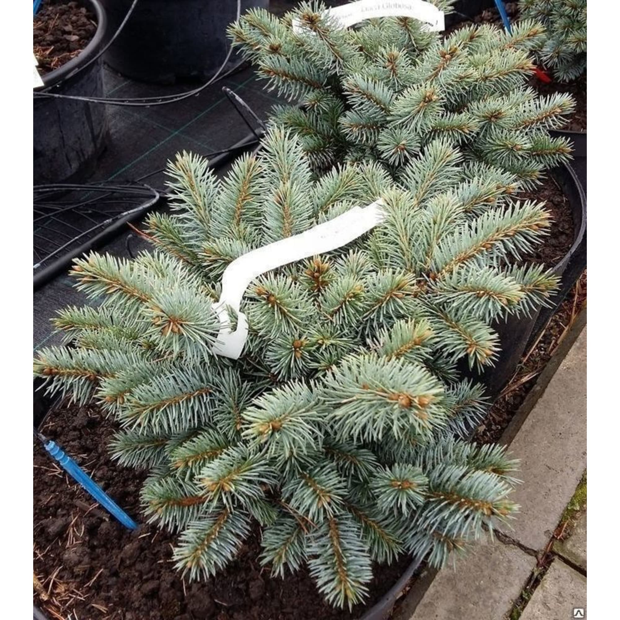 82596775 Ель колючая 9x10 см Santreyd  - Вид №2