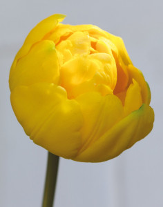 2948 330 a3 Имитация тюльпана, открытый, 45 см, real touch, желтый H-andreas