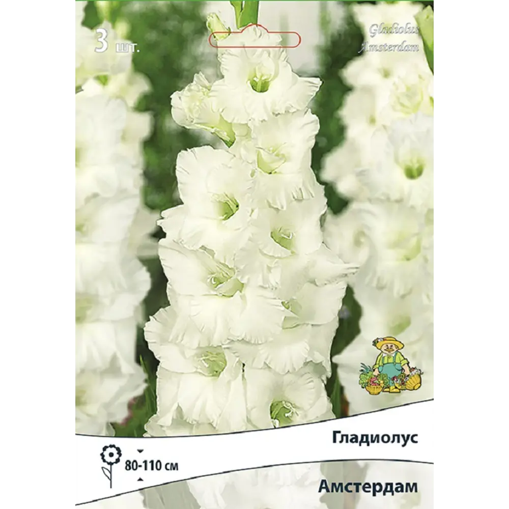 Гладиолус крупноцветковый Амстердам, 3 шт 89452189 STLM-2013239 ПОИСК 