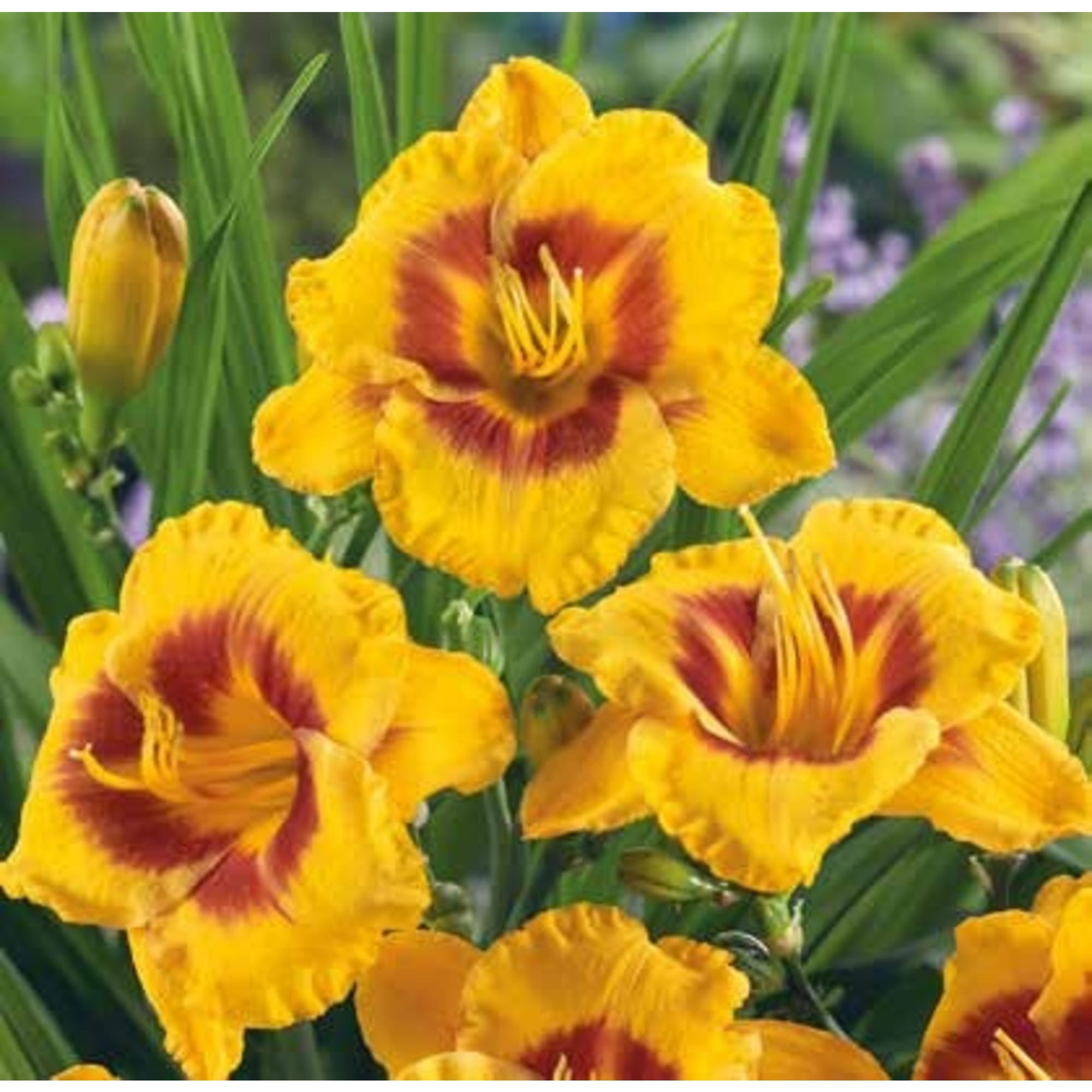 83761010 Лилейник Фулд Ми луковица 5/6 Santreyd 