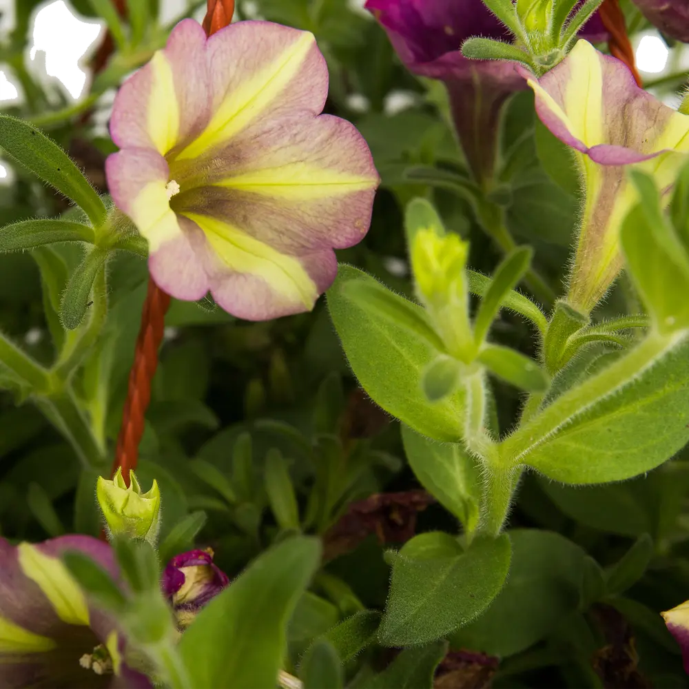 Santreyd Петуния ампельная для кашпо и сада 82649996 STLM-0032835 - Вид №2