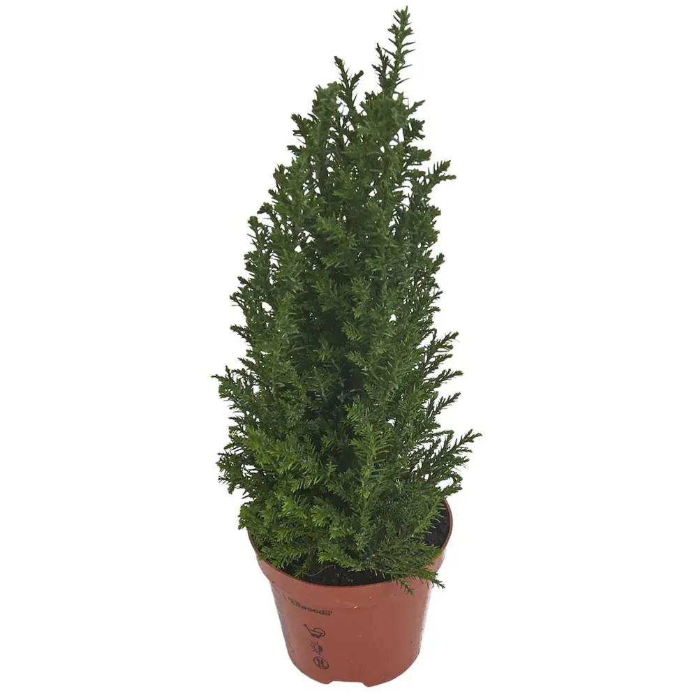 Кипарисовик «Элвуди» С3 высота 35-40 см Santreyd STLM-2065036