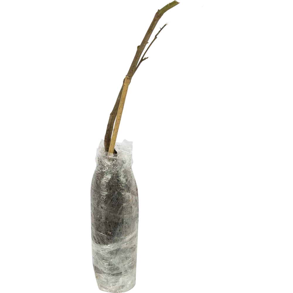 Девичий виноград в тубе ВСЕ В САД STLM-2176208 - Вид №1