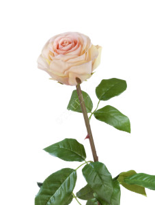 30.0612100CR Роза Соло Нью большая крем-роз Цветочная коллекция