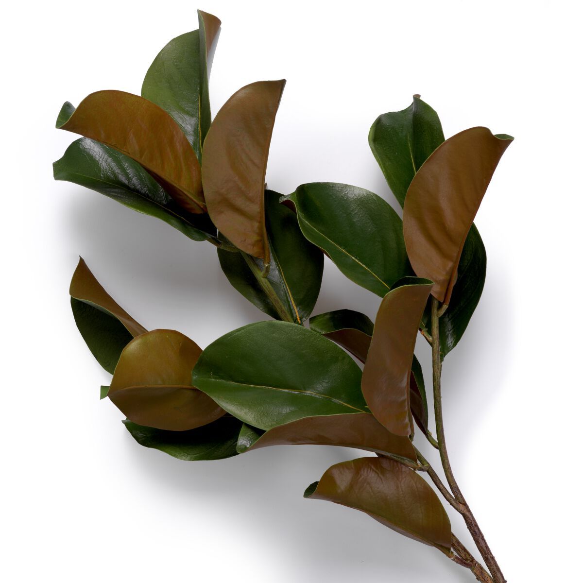 Искусственное растение Eichholtz BUNDLE OF MAGNOLIA LEAVES ARCH-00138601 - Вид №1