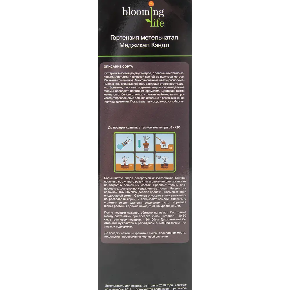 Гортензия метельчатая Меджикал Кэндл в тубе BLOOMING LIFE STLM-2211583 - Вид №2