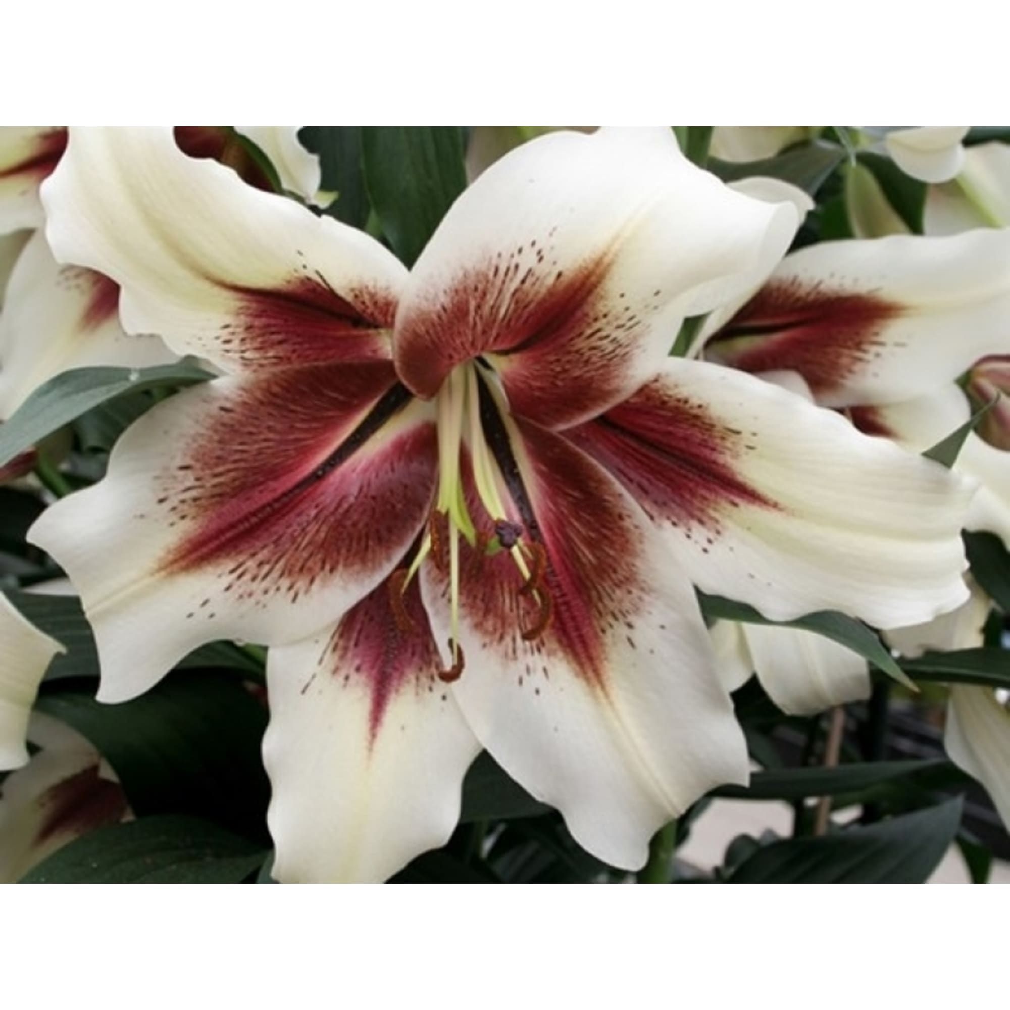 82539378 Лилия Зиба Santreyd  - Вид №2