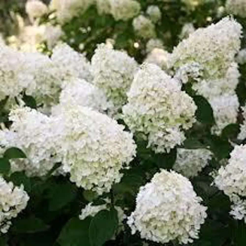Гортензия метельчатая «Полар Биар» C3 PLANTMARKET STLM-2079224 - Вид №1