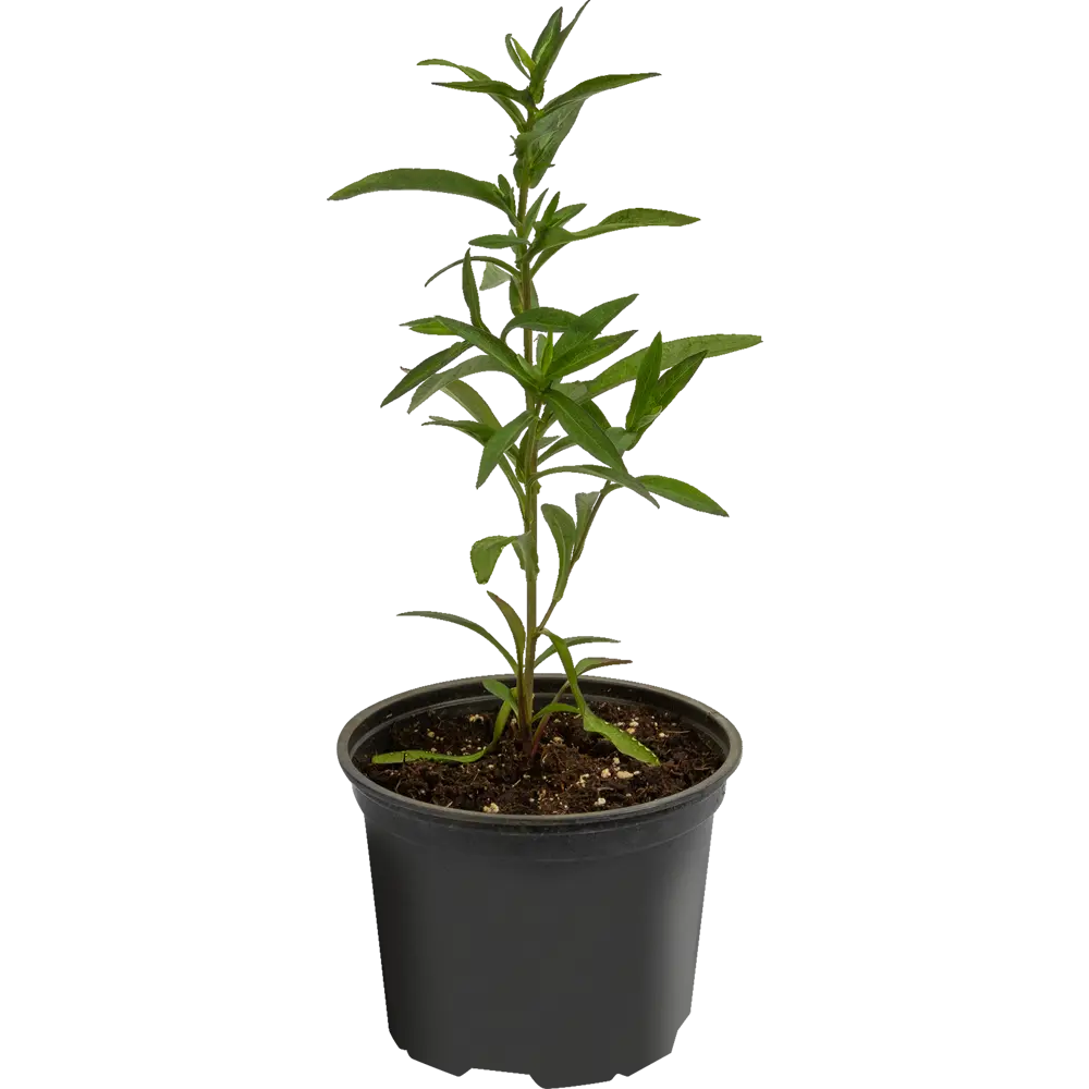 Астра кустарниковая Аннеке ø17 h30 см 85324920 STLM-2150660 Santreyd  - Вид №2