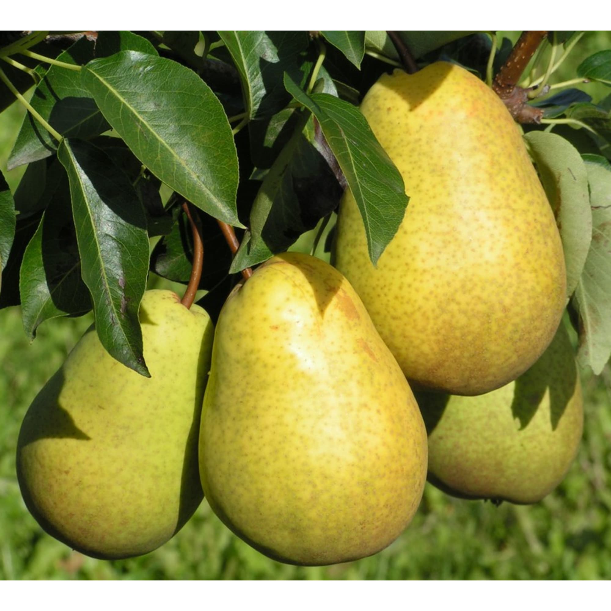 82585413 Груша «Чижовская» 25x120 см Santreyd 