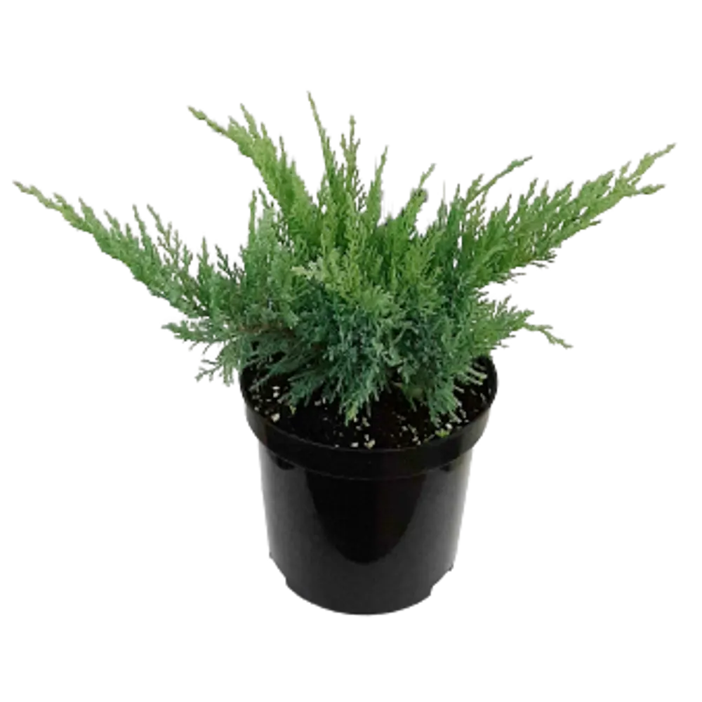 Можжевельник казацкий Тамарисцифолия ø19 h20 см ГАВРИШ STLM-2184457