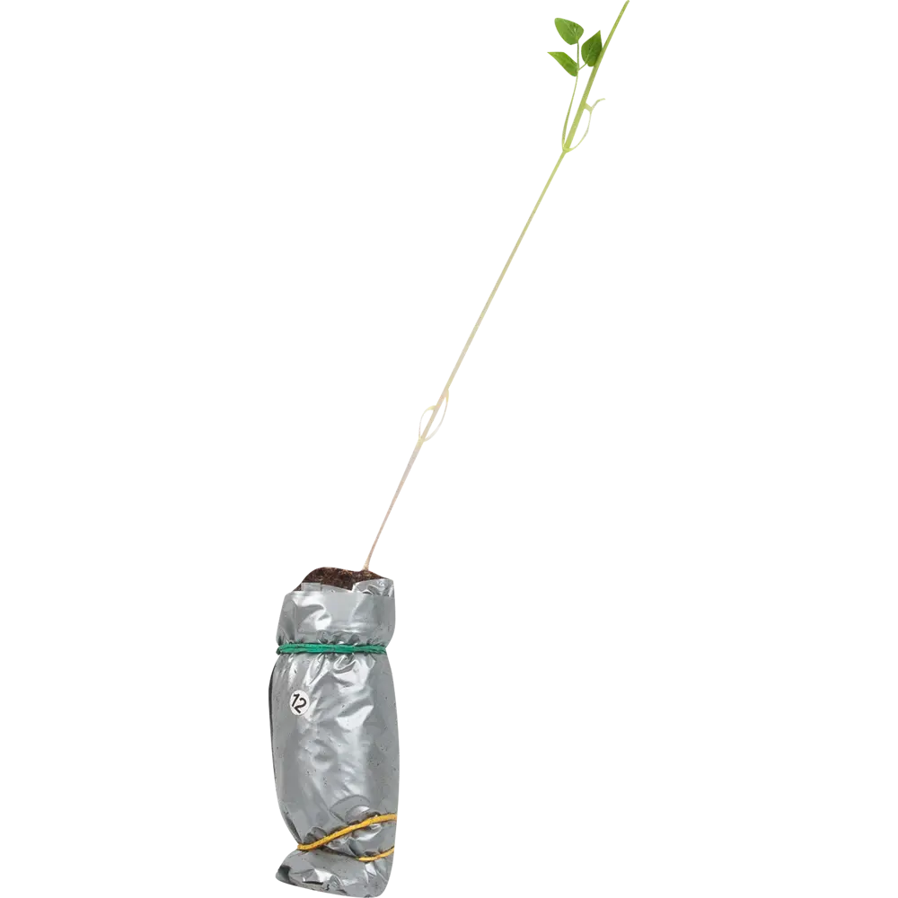 Клематис гибридный Вилли де Лион в тубе ВСЕ В САД STLM-2196916 - Вид №1