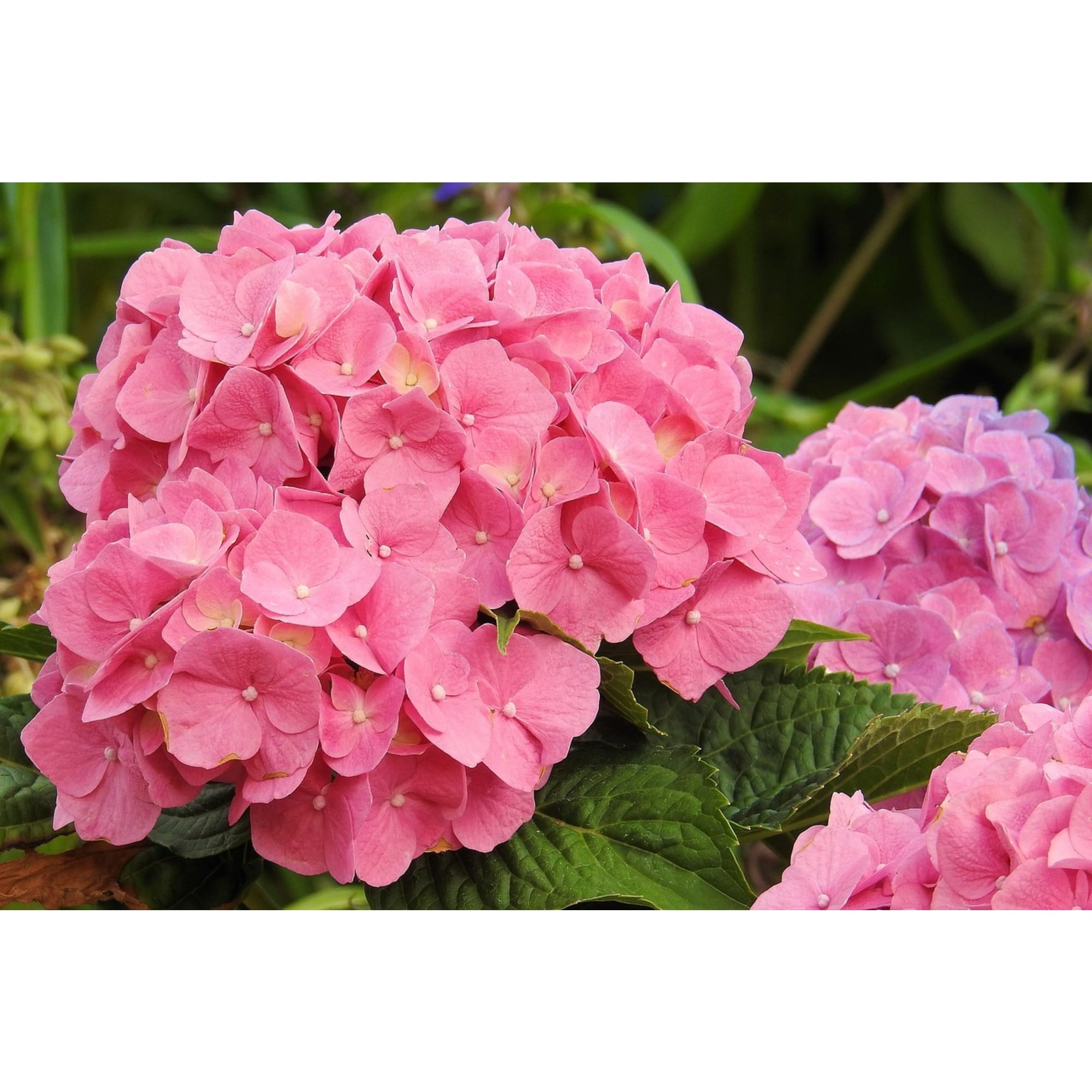 86726573 Гортензия Меджикал аметист пинк ø23 h30 - 40 см Santreyd 