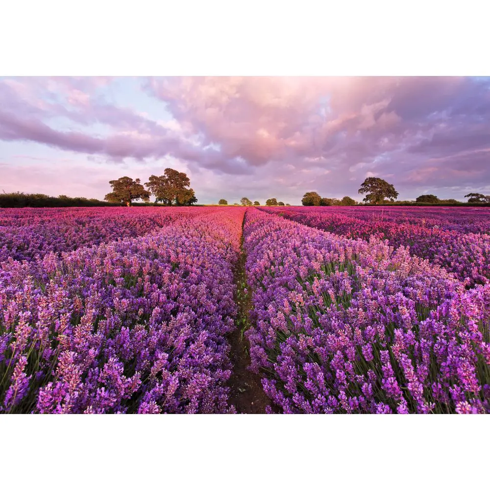 Фотопанно бумажное «Lavendel» 184х127 см 17832233 STLM-2108777 Santreyd 