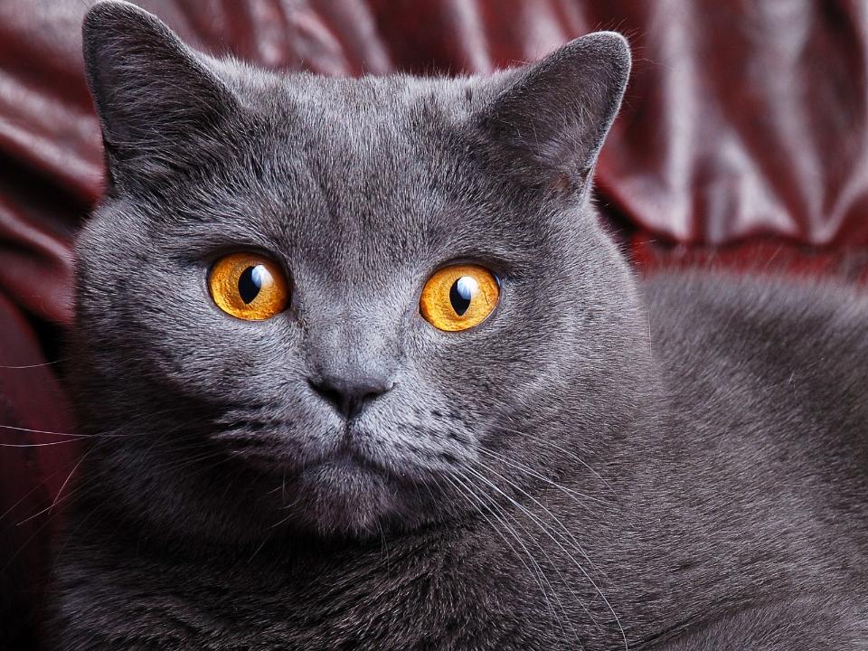 Как назвать британскую кошку-девочку серого цвета?