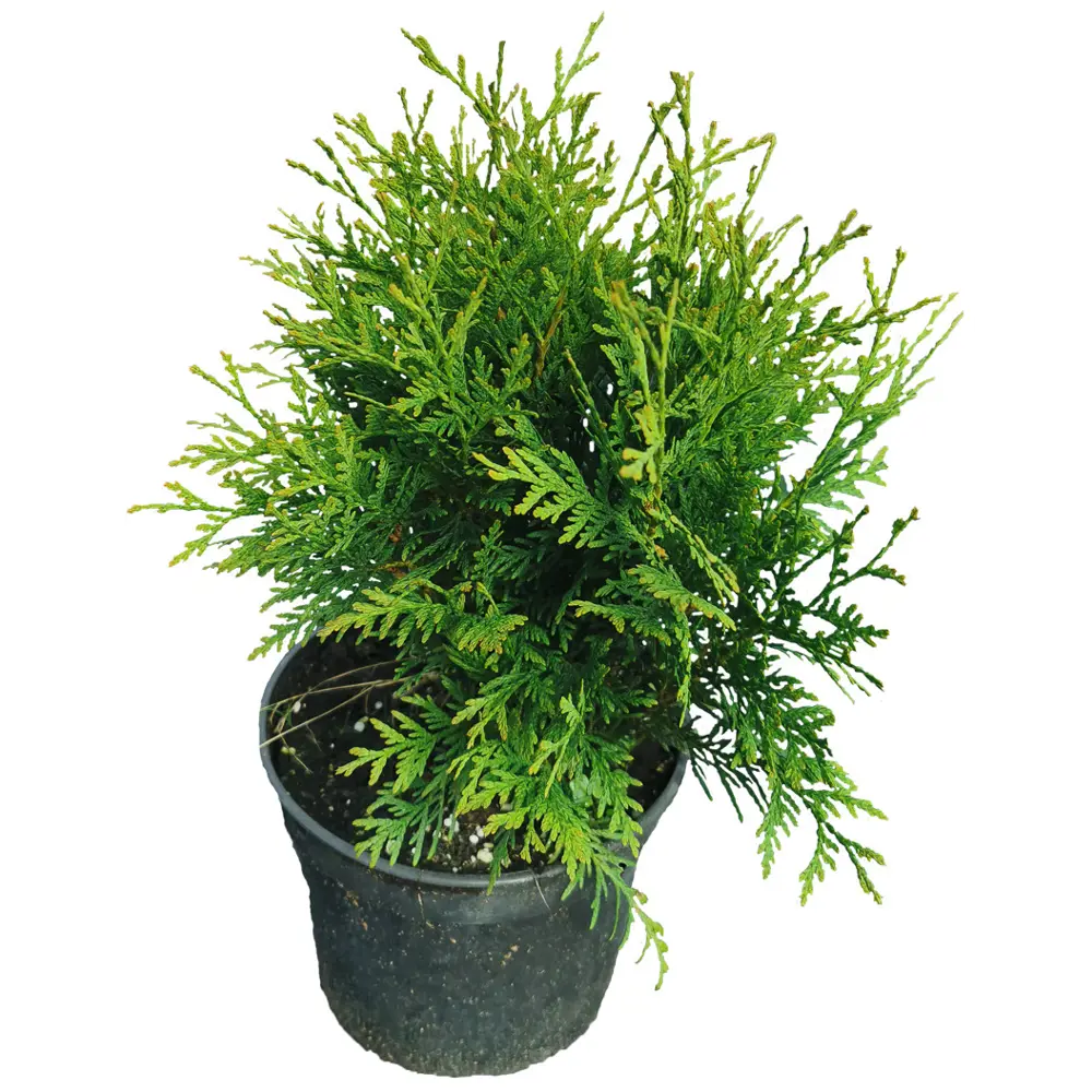 Туя западная Глобоза h30 см МОНБЛАН STLM-2124398