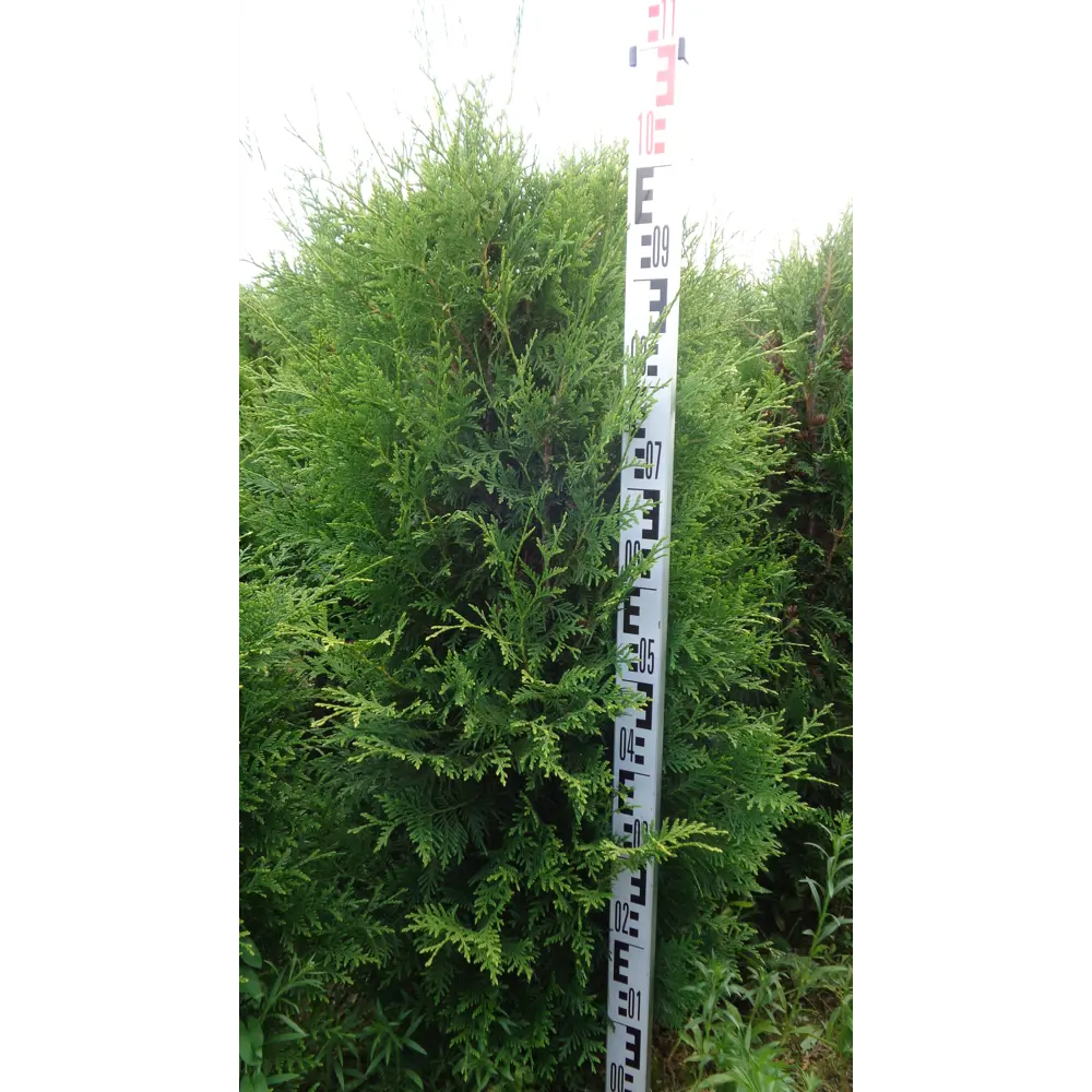 Туя западная «Брабант» C25 100-120 см ГАВРИШ STLM-2084440