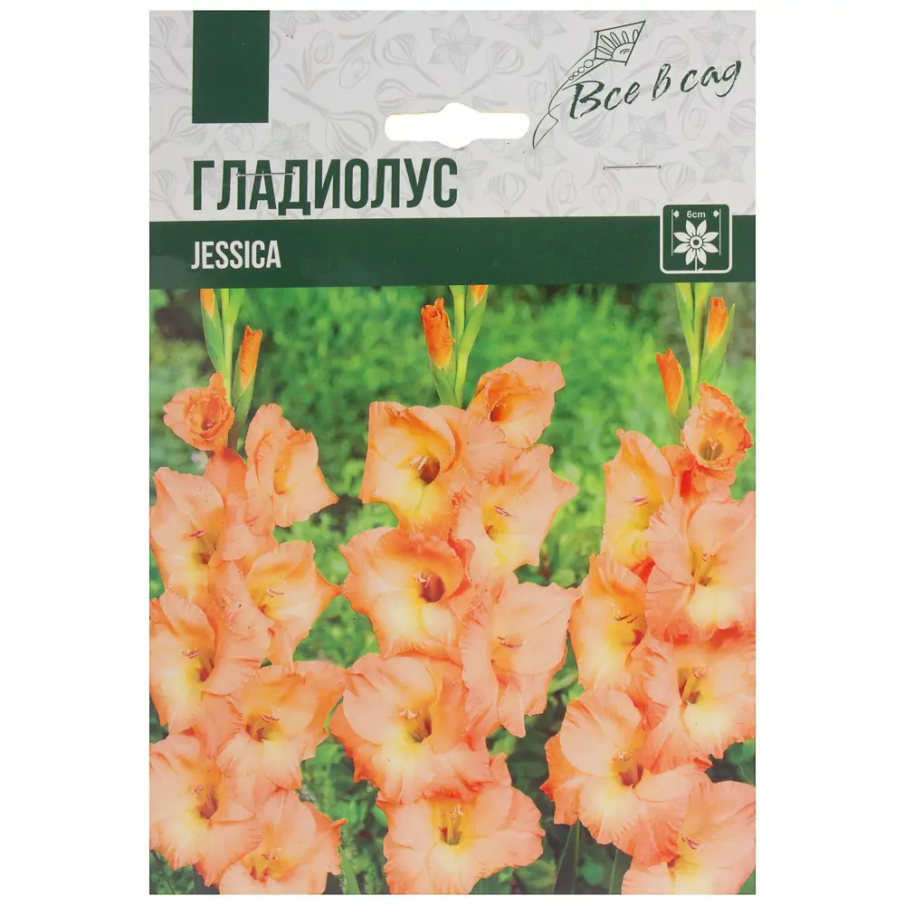 Гладиолус крупноцветковый Джессика 10/12, 7 шт 81945938 STLM-2123890 Santreyd 