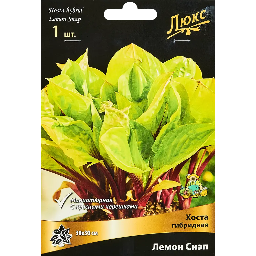 Хоста гибридная Лемон Снэп ПОИСК STLM-2069740