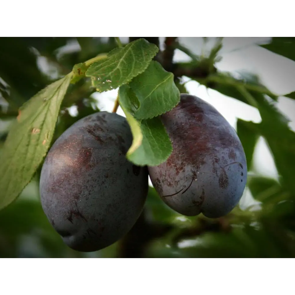 Слива «Стенлей» C7 высота 150-180 см ВСЕ В САД STLM-2068204